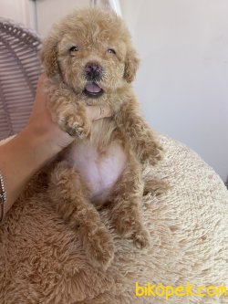 Apricot Toy Poodle Microchipli Aşılı Orjinal 3