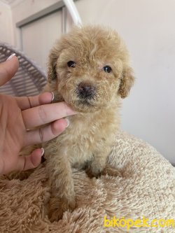 Apricot Toy Poodle Microchipli Aşılı Orjinal 2