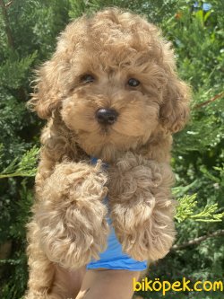 Apricot Toy Poodle Orjinal Rusya Dan Anne Baba Secereli 3