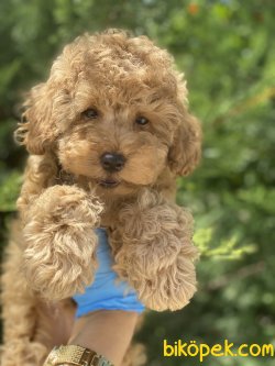 Apricot Toy Poodle Orjinal Rusya Dan Anne Baba Secereli 1