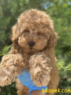 Apricot Toy Poodle Orjinal Rusya Dan Anne Baba Secereli 5