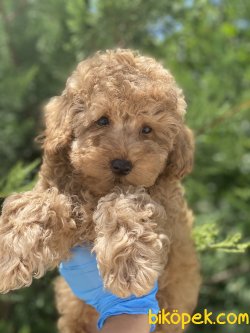 Apricot Toy Poodle Orjinal Rusya Dan Anne Baba Secereli 4