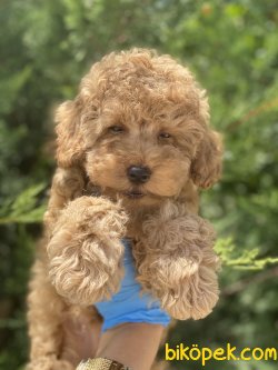 Apricot Toy Poodle Orjinal Rusya Dan Anne Baba Secereli 2