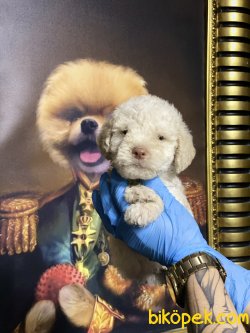 Apricot Toy Poodle Orjinal Tüy Dökmeyen Irk 4
