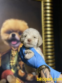 Apricot Toy Poodle Orjinal Tüy Dökmeyen Irk 2