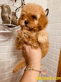 Apricot Toy Poodle Secereli Irk Garantili Mini Yavrular 3