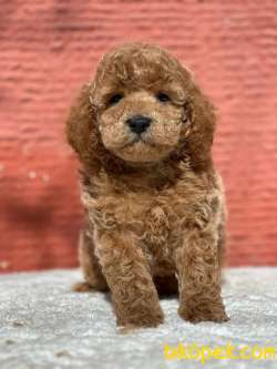 Apricot Toy Poodle Wc Eğitimli Irk Ve Saglık Garantili 3