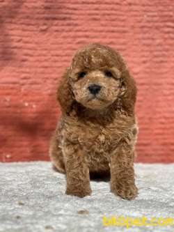 Apricot Toy Poodle Wc Eğitimli Irk Ve Saglık Garantili 2