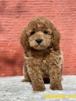 Apricot Toy Poodle Wc Eğitimli Irk Ve Saglık Garantili 1