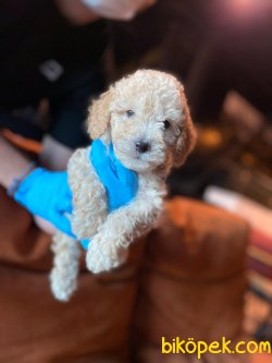 APRICOT TOY POODLE YAVRULAR 1