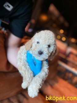 APRICOT TOY POODLE YAVRULAR 2