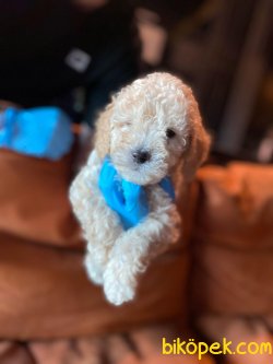 APRICOT TOY POODLE YAVRULAR 3