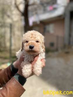 APRİCOT TOY POODLE YAVRULAR 3