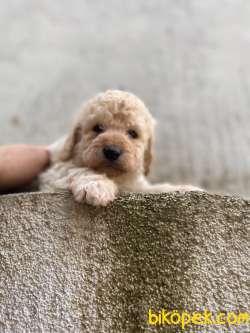 APRİCOT TOY POODLE YAVRULAR 2