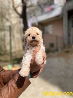 APRİCOT TOY POODLE YAVRULAR 5