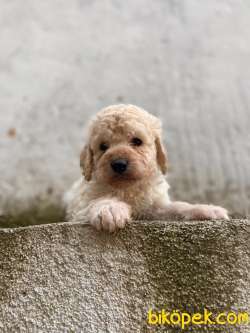 APRİCOT TOY POODLE YAVRULAR 1