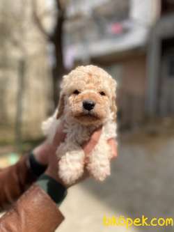 APRİCOT TOY POODLE YAVRULAR 4