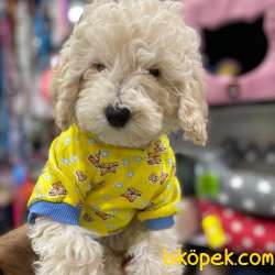 Apricot TOY Poodle Yavruları 1