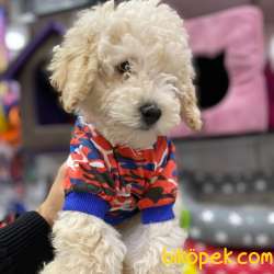 Apricot TOY Poodle Yavruları 4