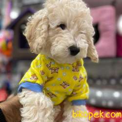 Apricot TOY Poodle Yavruları 3