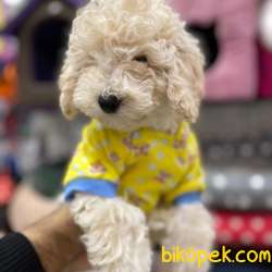 Apricot TOY Poodle Yavruları 2