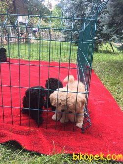 APRICOT TOY POODLE YAVRULARIMIZ 1