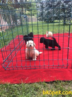 APRICOT TOY POODLE YAVRULARIMIZ 2