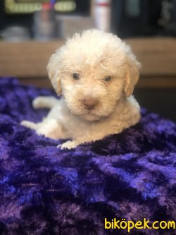 APRICOT TOY POODLE YAVRULARIMIZ 1