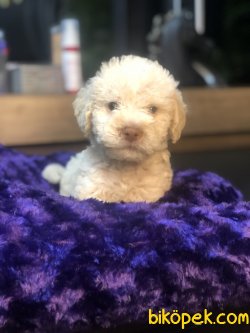 APRICOT TOY POODLE YAVRULARIMIZ 2
