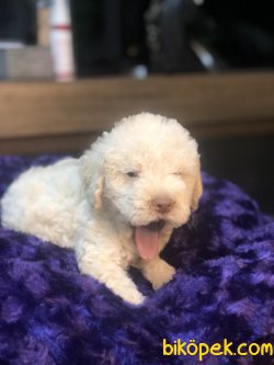 APRICOT TOY POODLE YAVRULARIMIZ 3