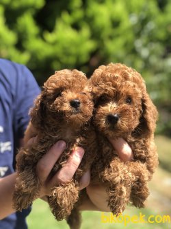 APRICOT TOY POODLE YAVRULARIMIZ 1