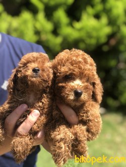 APRICOT TOY POODLE YAVRULARIMIZ 3