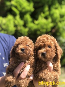 APRICOT TOY POODLE YAVRULARIMIZ 2