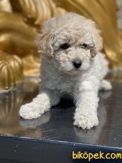 Apricot Toy Poodle Yavrumuz 3