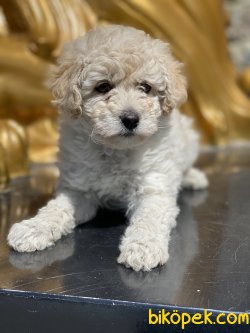 Apricot Toy Poodle Yavrumuz 1