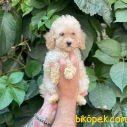 Apricot Toy Poodle Yavrumuz 3