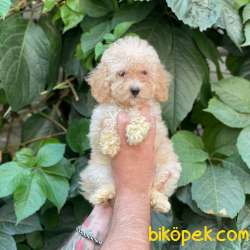 Apricot Toy Poodle Yavrumuz 1