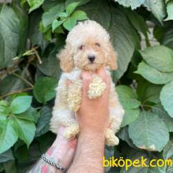 Apricot Toy Poodle Yavrumuz 2