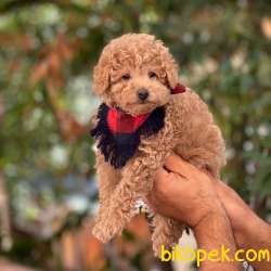 Apricot Toy Poodle Yavrumuz 3
