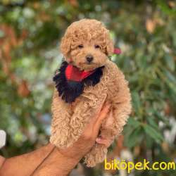 Apricot Toy Poodle Yavrumuz 2