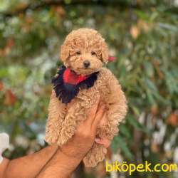 Apricot Toy Poodle Yavrumuz 1