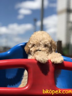 Apricot Toypoodle 3