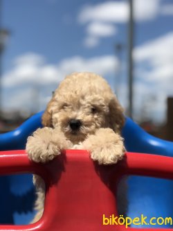 Apricot Toypoodle 1