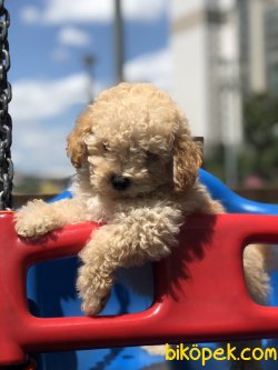 Apricot Toypoodle 2