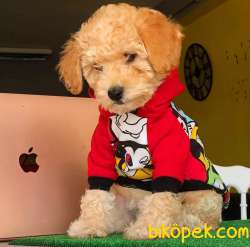 APRİCOT TOYPOODLE Yavrum,evinize Neşe Getirecek 2