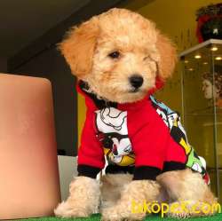 APRİCOT TOYPOODLE Yavrum,evinize Neşe Getirecek 1