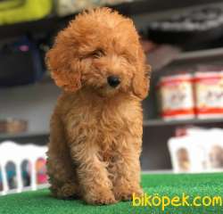 APRİCOT TOYPOODLE Yavrum Max-Full Eşyalı 1
