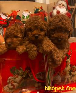 APRİCOT VE RED BROWN POODLE BABY 3