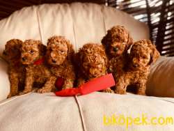 APRİCOT VE RED BROWN POODLE BABY 2