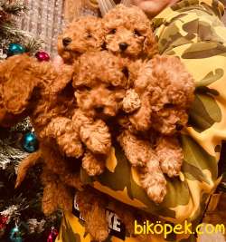 APRİCOT VE RED BROWN POODLE BABY 1